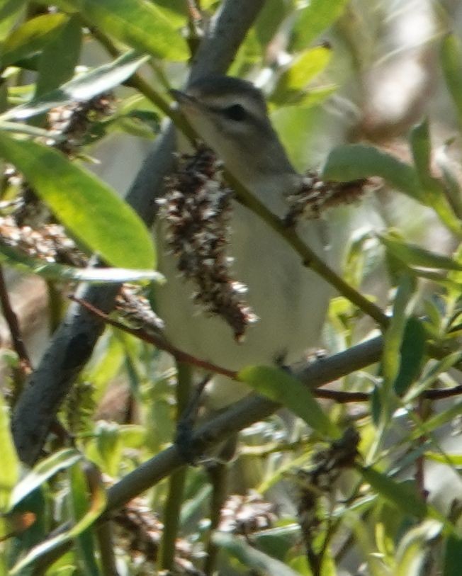 Warbling Vireo - ML617908558