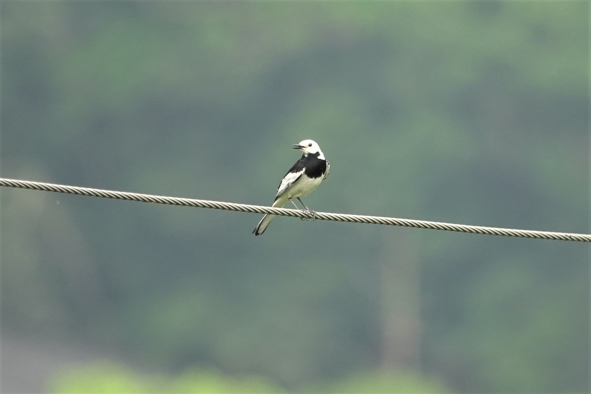 White Wagtail (Chinese) - ML617908574