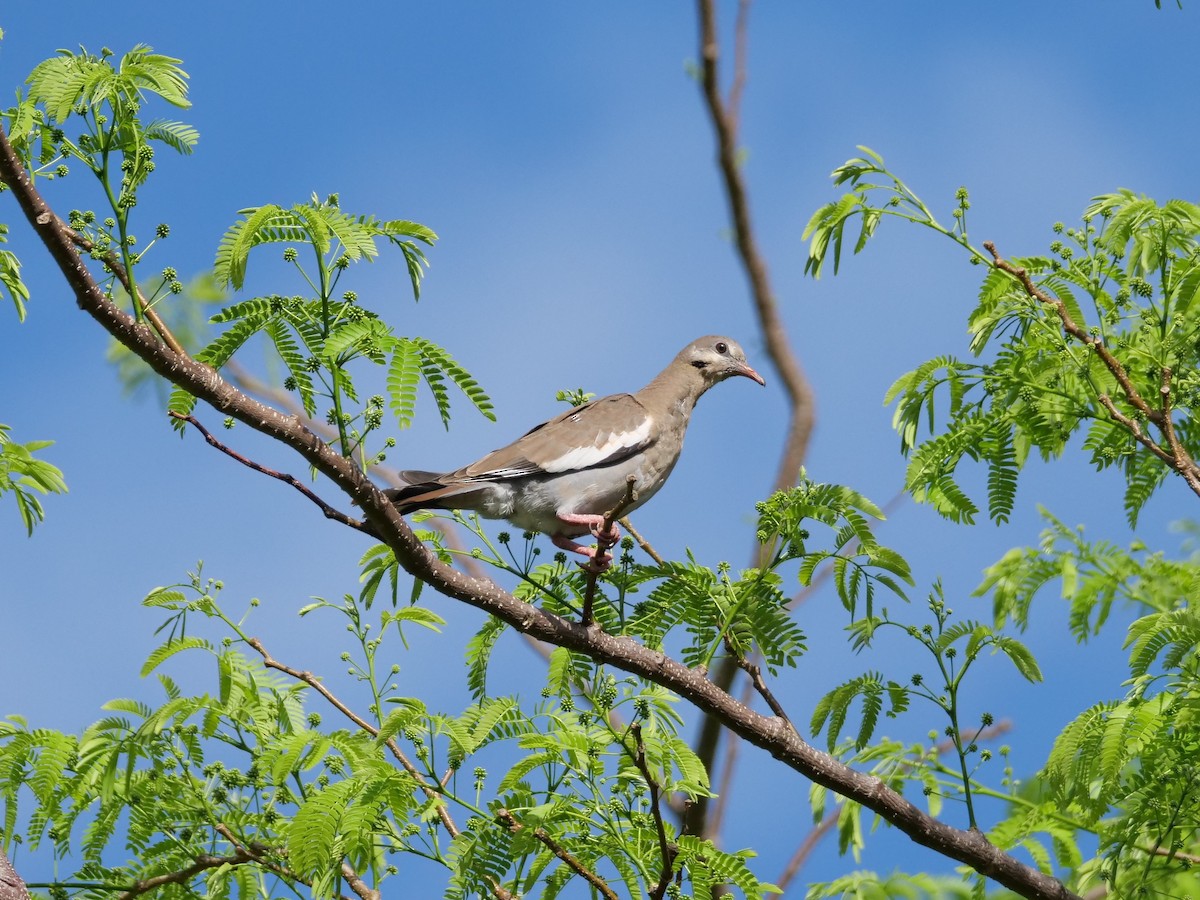 White-winged Dove - ML617908599