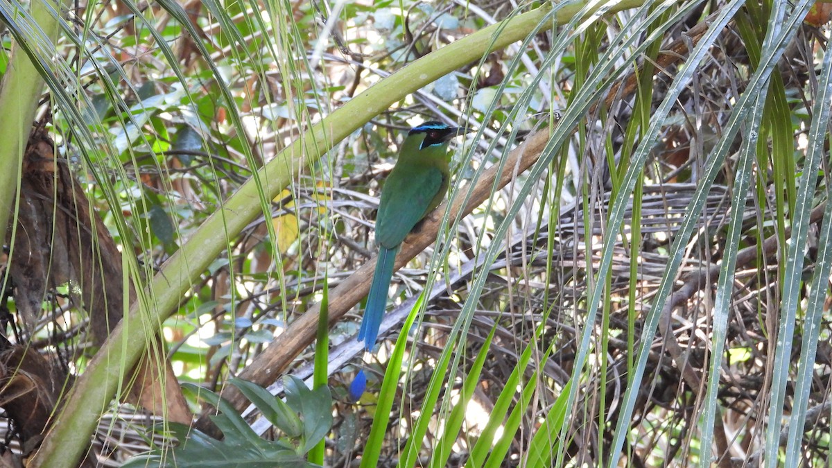 Lesson's Motmot - ML617908603