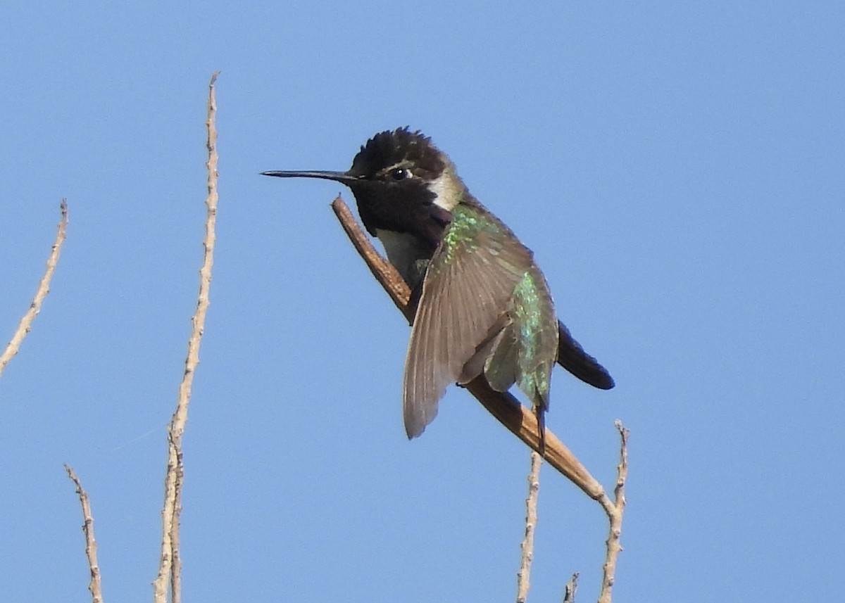 Costa's Hummingbird - ML617908607