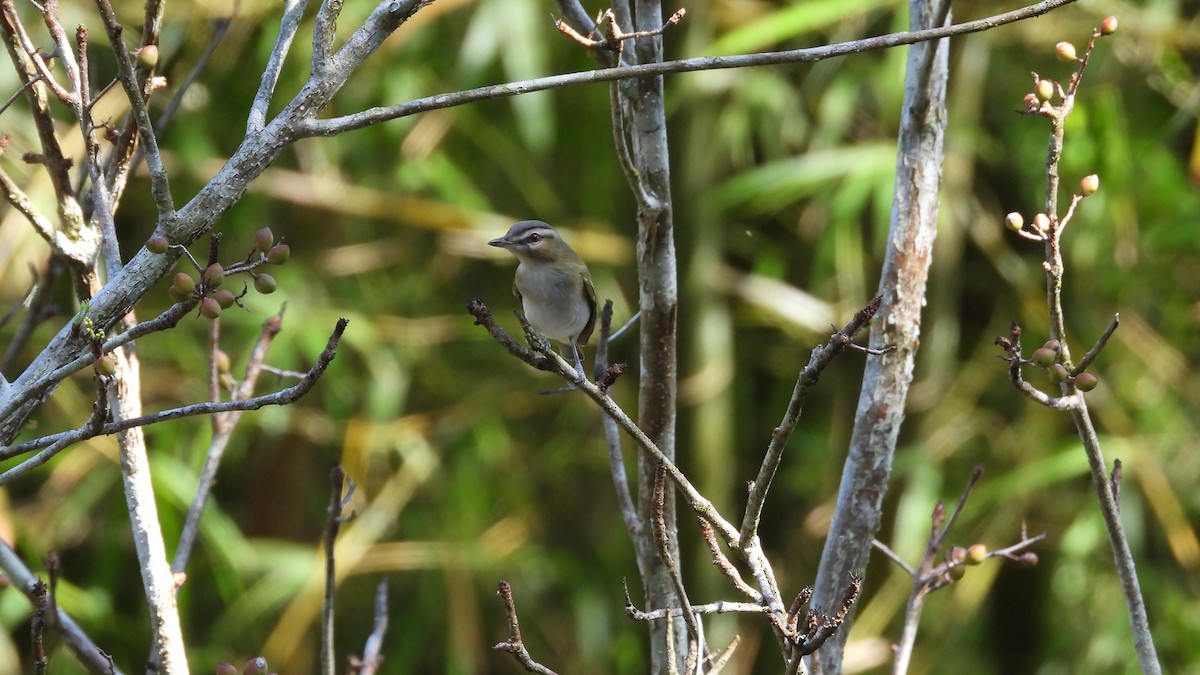 Red-eyed Vireo - Chuck Schussman