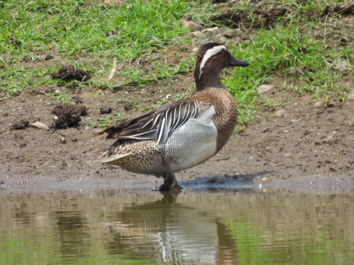 Garganey - Ameya Chaturvedi