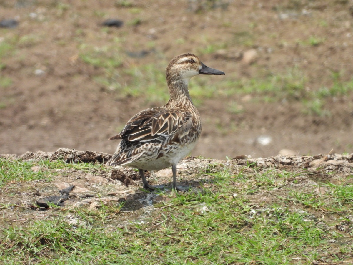 Garganey - ML617908640