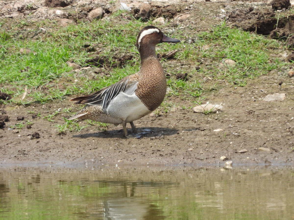 Garganey - ML617908641