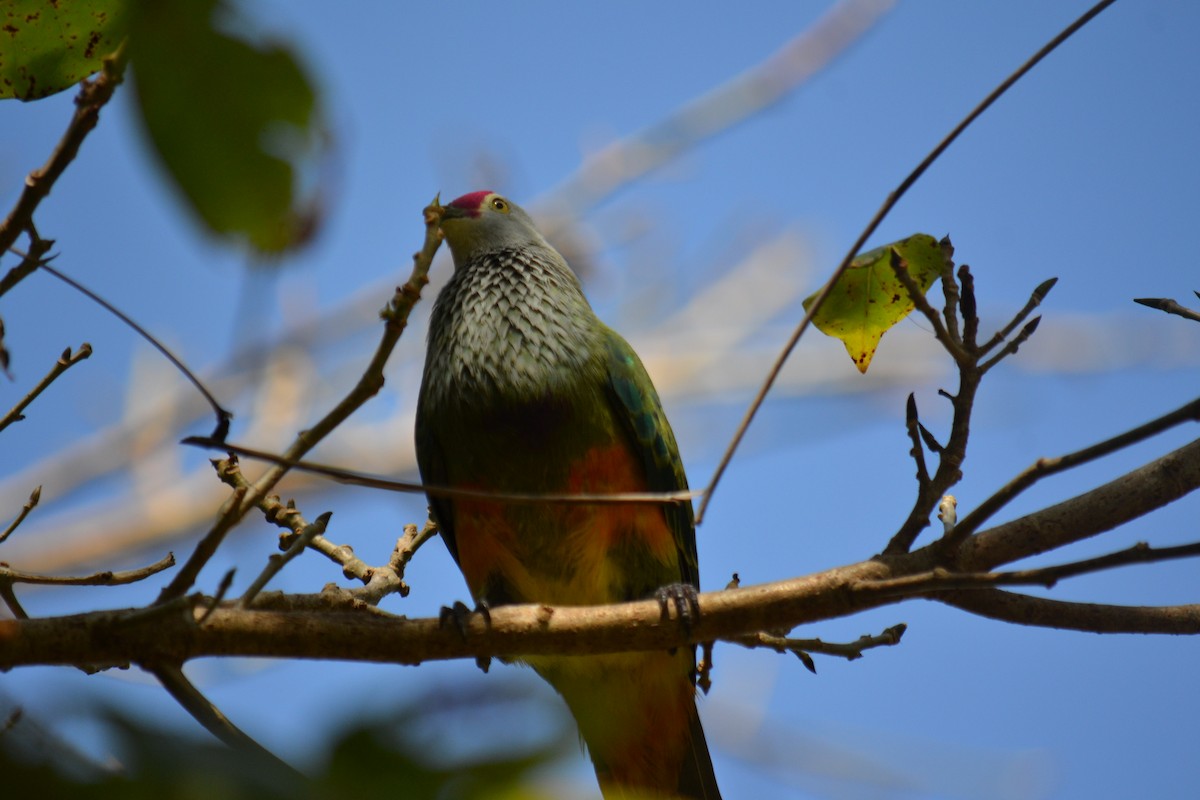 Mariana Fruit-Dove - Kristin Attinger