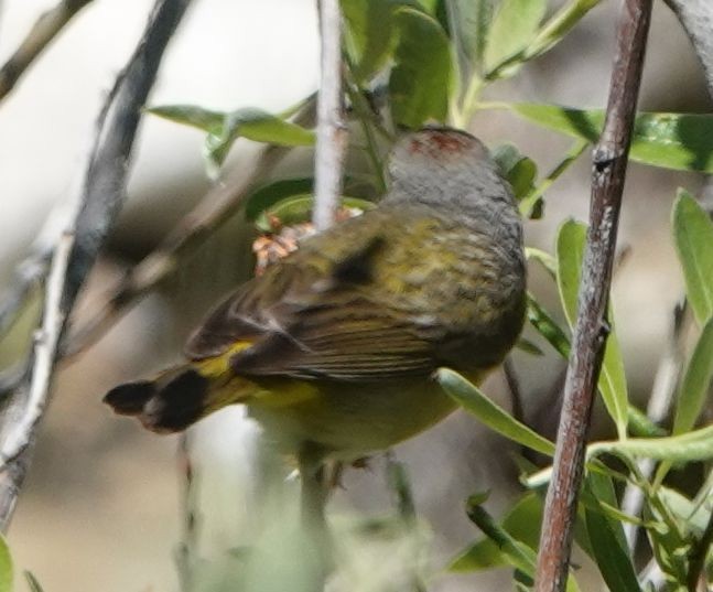 Nashville Warbler - ML617908705