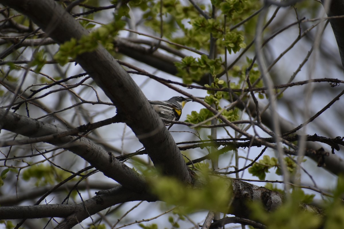 Yellow-rumped Warbler (Myrtle x Audubon's) - ML617908709