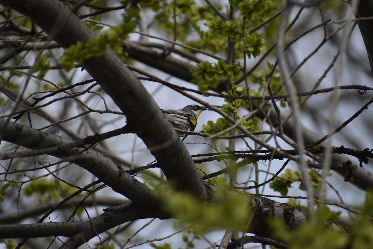 lesňáček žlutoskvrnný (ssp. coronata x auduboni) - ML617908709