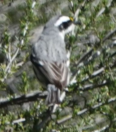 Black-throated Gray Warbler - ML617908715