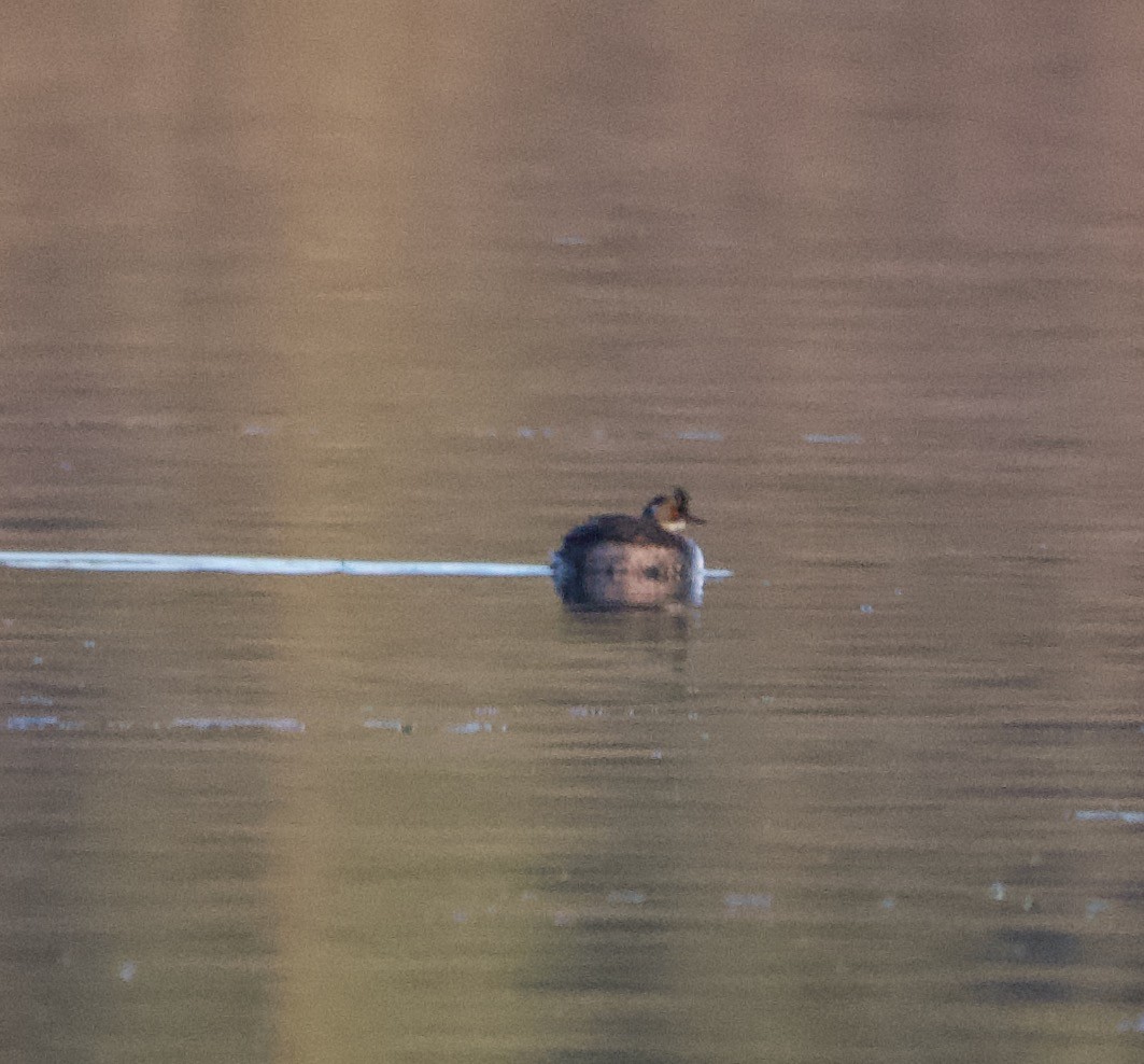 Eared Grebe - Alenka Weinhold