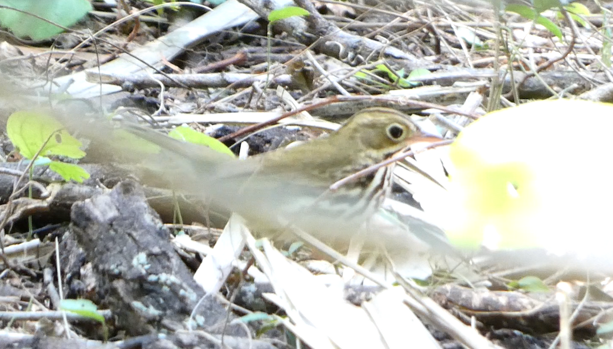 Ovenbird - ML617908759