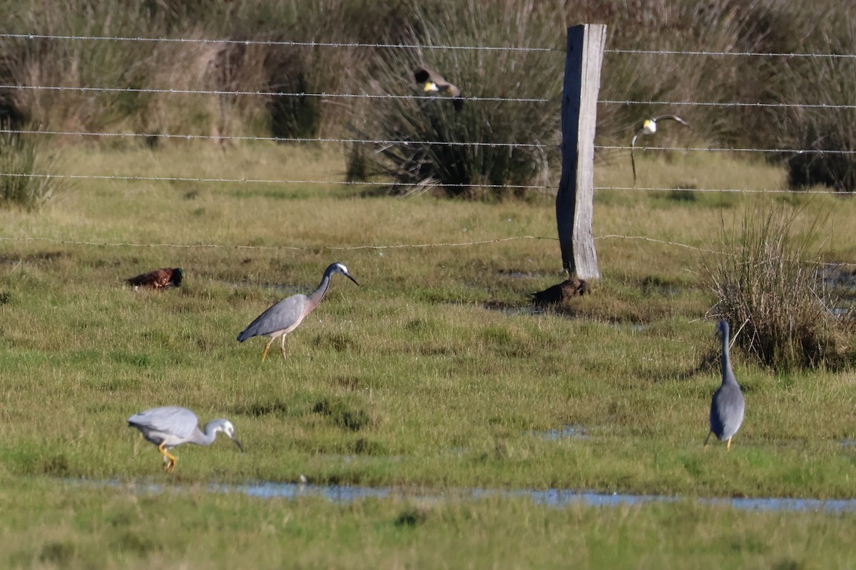 White-faced Heron - Sonia Boughton