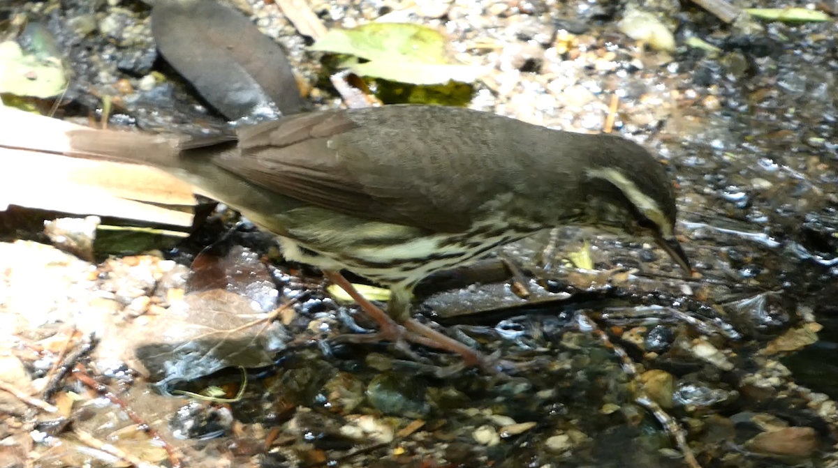 Northern Waterthrush - ML617908778