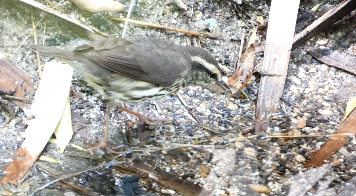 Northern Waterthrush - ML617908779