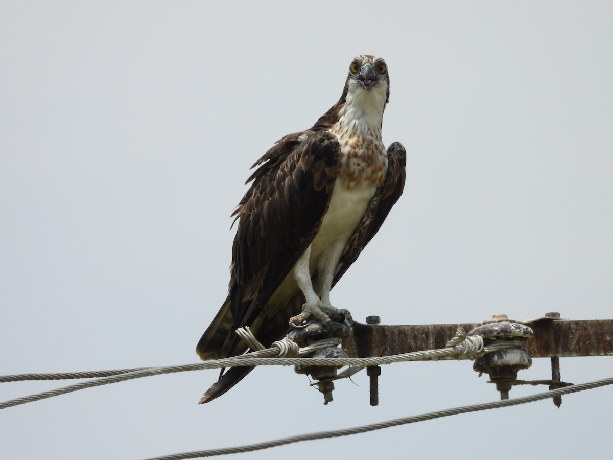 Osprey - Ameya Chaturvedi