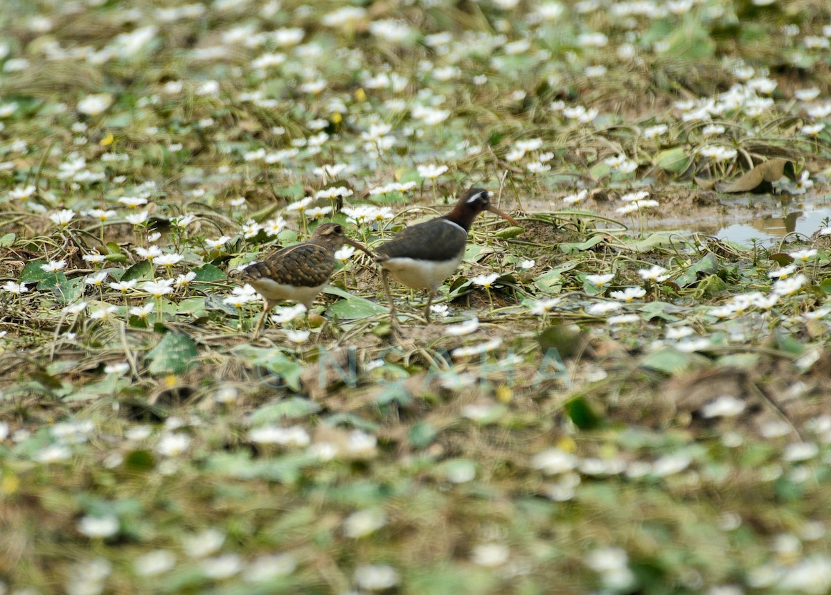 Greater Painted-Snipe - ML617908782