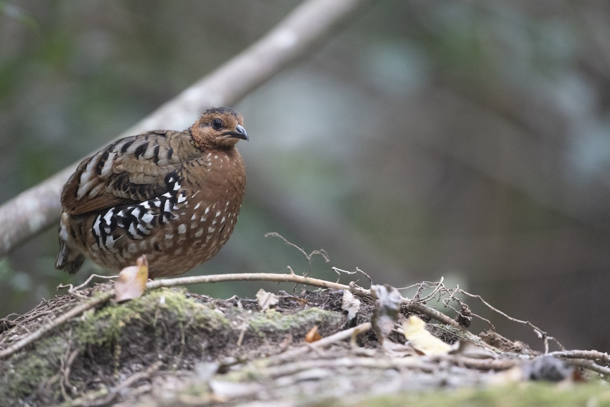 Chestnut-headed Partridge - ML617908789