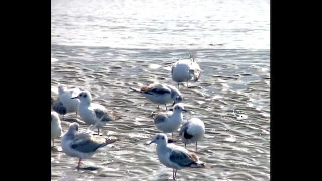 dvergmåke - ML617908790