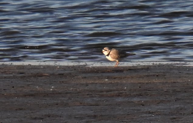 Piping Plover - ML617908805
