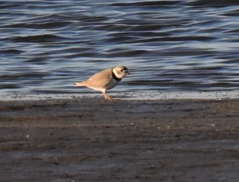 Piping Plover - ML617908806