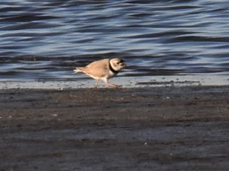 Piping Plover - ML617908807
