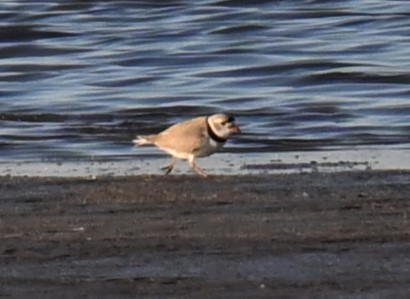 Piping Plover - ML617908808