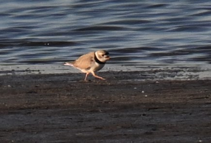 Piping Plover - ML617908809