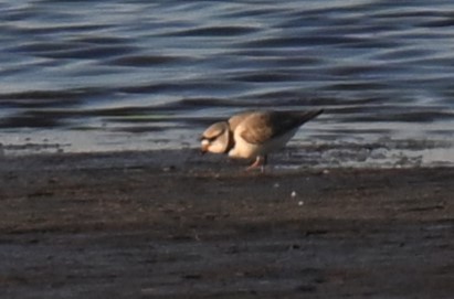 Piping Plover - ML617908810