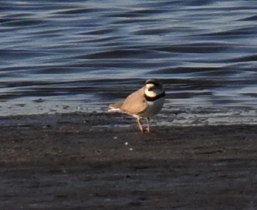 Piping Plover - ML617908811