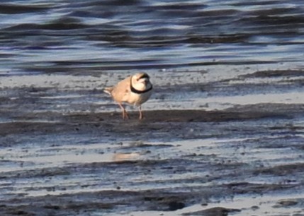 Piping Plover - ML617908812