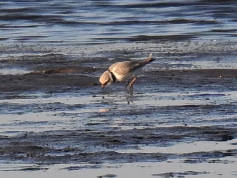 Piping Plover - ML617908813