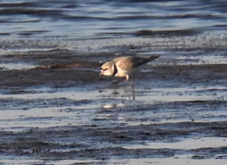 Piping Plover - ML617908814