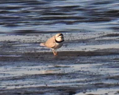 Piping Plover - ML617908815
