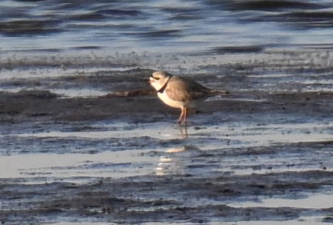 Piping Plover - ML617908816