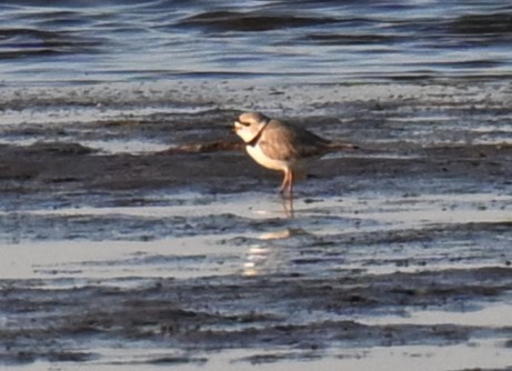 Piping Plover - ML617908817
