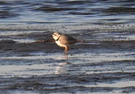 Piping Plover - ML617908818