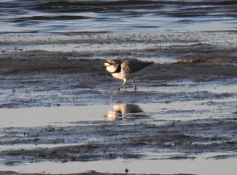Piping Plover - ML617908819