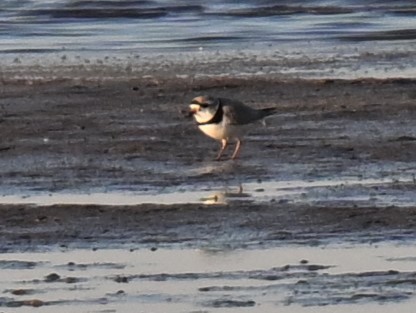 Piping Plover - ML617908820