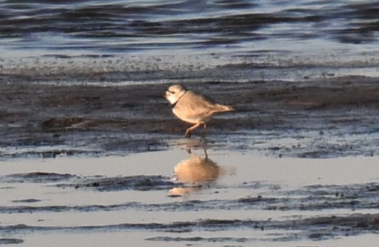 Piping Plover - ML617908821