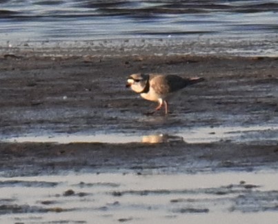 Piping Plover - ML617908822