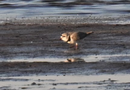Piping Plover - ML617908823