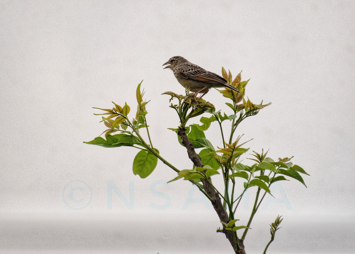 Bengal Bushlark - Nabarun Saha