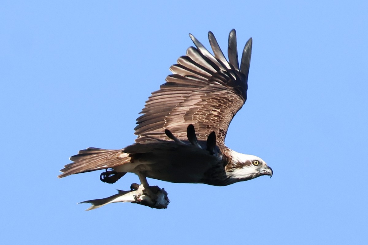 Balbuzard pêcheur - ML617908837