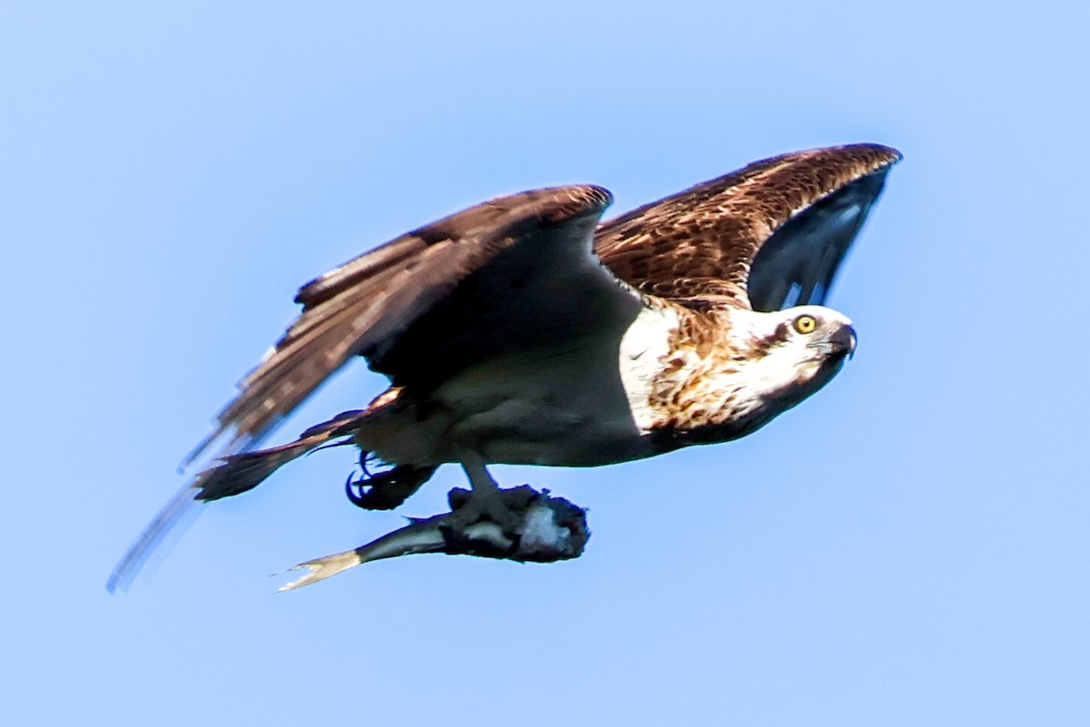 Balbuzard pêcheur - ML617908838