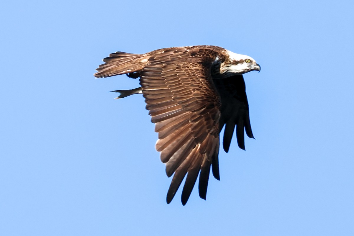 Águila Pescadora - ML617908839