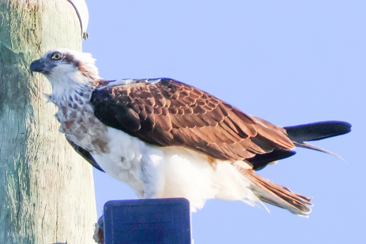 Águila Pescadora - ML617908840