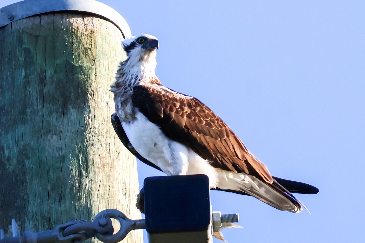 Osprey - ML617908844