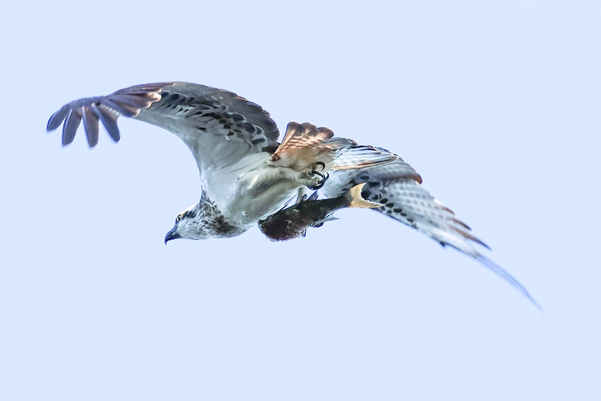 Águila Pescadora - ML617908845