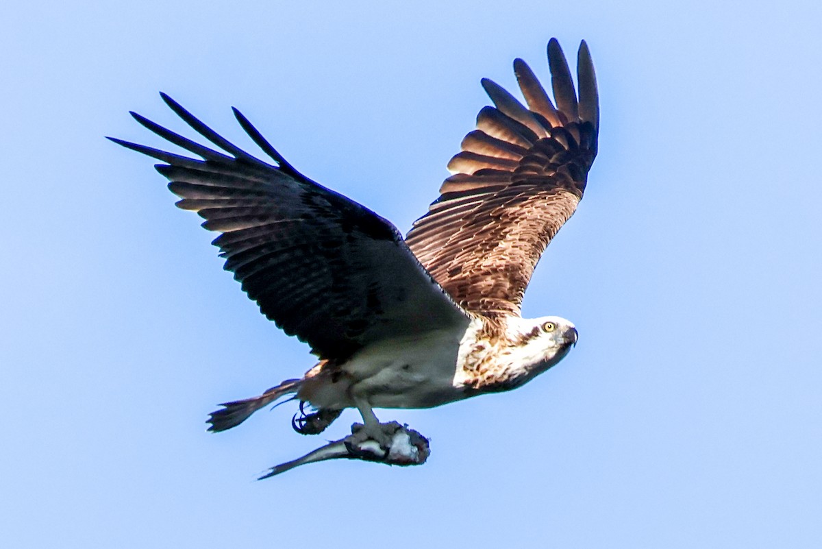 Águila Pescadora - ML617908846